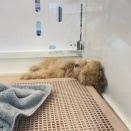 お腹出して寝るマルプー君