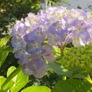 紫陽花