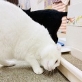 Megさんのお当番日記『ニュッと』。