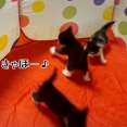 とにかく跳ねる栄っ子