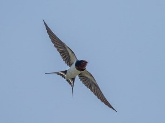 2026年4月16日の野鳥公園