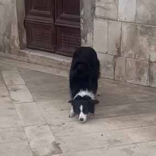 猫の動画 ねこわん！