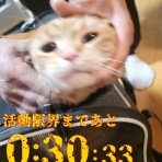 古乙女ニッキ「猫の毛ひとつ」～俺様猫と下僕の日常