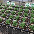 ペチュニア親株順調です