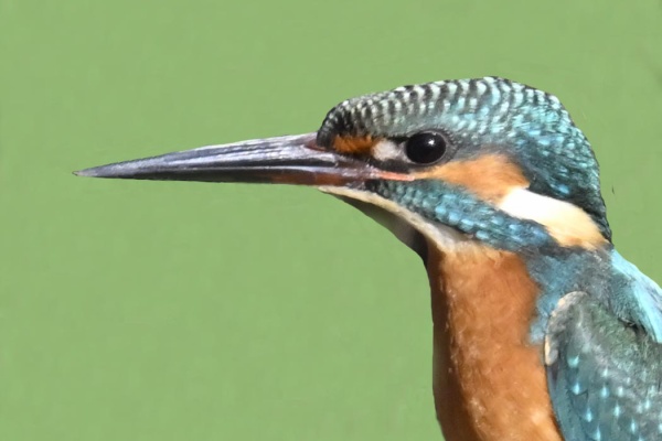 野口洪志の野鳥日記 - カワセミ