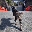 武田信玄を祀った武田神社