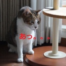 急げ
