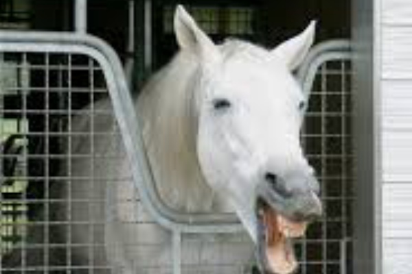 懐古スイッチ マキバオー