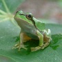 相次ぐサラダのカエル混入…「この時期は一番活発」「エサを獲ろうと野菜についたまま収穫された可能性」
