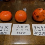 『【赤泊】 柿食えば・・・』の画像