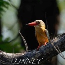 コウハシショウビン（Stork-billed Kinfisher）