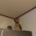 お兄ちゃんの下なら安心