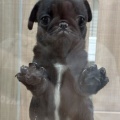 ★子犬紹介★