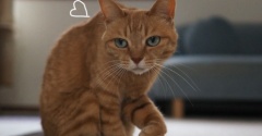 猫背♪