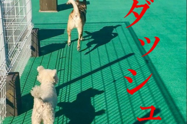 わ ん ぱ ら ぶ ろ ぐ 真面目なお話 わ ん ぱ ら ぶ ろ ぐ 真面目なお話