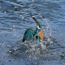 ブルーとグレーがバックのカワセミ