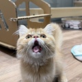 当店イチ押し猫ちゃん✨