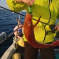 ５月１１日㈪の釣果