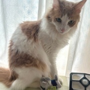 セリアで買った110円の馬グッズ（その2）～♪