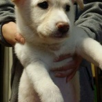 やまのこオレンジ