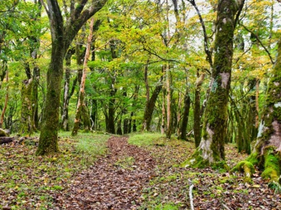 山行くとたまに獣臭い時あるじゃん？