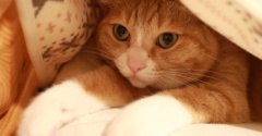 隣に潜みたい猫。