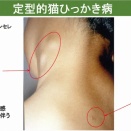 年間1万人感染、猫ひっかき病検査キット支援のクラファン。