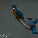 カワセミ（Common　Kingfisher）