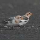 ２羽になったユキホオジロ Snow Bunting