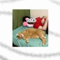 猫の余命宣告⑨夫、13年（後編）