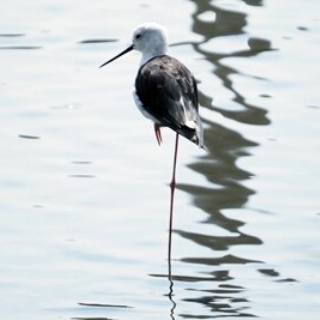 東京港野鳥公園　レンジャーブログ