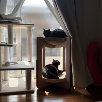 【猫写真】いつもきちんとしてる猫がだらけてる