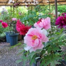 筥崎宮 ぼたん しゃくやく 花まつり