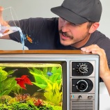 『古いテレビをアクアリウムに改造してみた』の画像