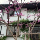 フォレストパンシーが満開です