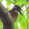 小魚を捕ったカワセミを撮る🐦‍⬛📸（多々良沼公園）