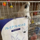 第一生命のお姉さん