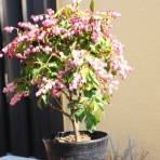 小作人の道楽日記