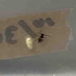 庭の生き物を愛でてます