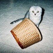 猫は自分の姿を理解している？していない？