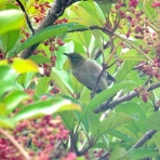 鳥写真マンガ