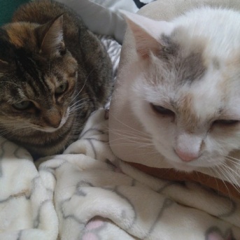 実物のﾈｺﾁｬﾝたちセカンド101