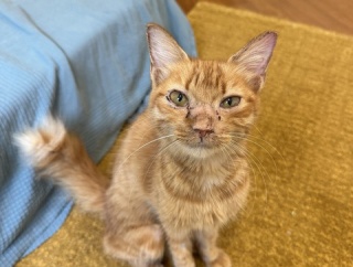 ガリガリのシータさんのみたいな茶トラの子猫を保護しました。③