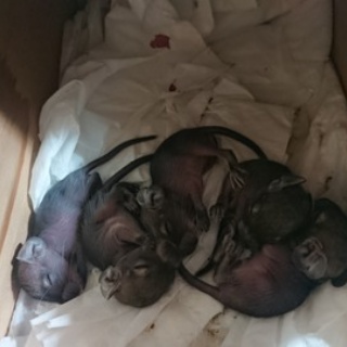 うちのデグー。