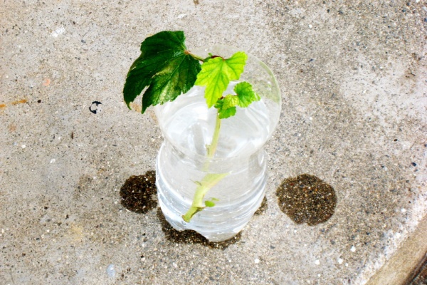 Lucifer S Plant Memo 12 蔦の挿し木