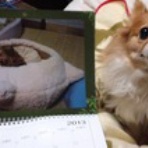 みつひろ＆レモン日記