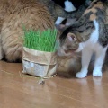 はるちゃんは　やっぱりねこ草が気になっていたね