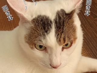 今回のインフル意外とラク？と、パールのハート作りました。