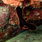 石垣島ダイビングブログ