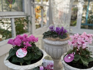 ＊シクラメンの季節です〜おすすめ3種〜